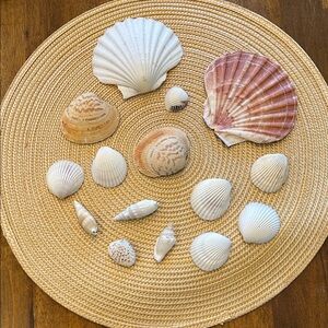Vintage Lot Assorted Large Sea Shells